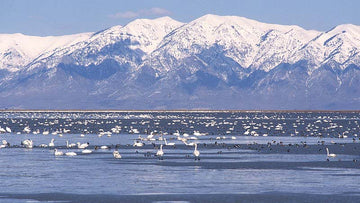 Paddle Boarding Utah Best 16 Places