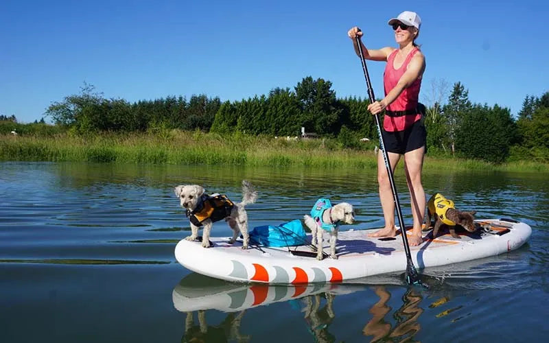 Dog PaddleBoard