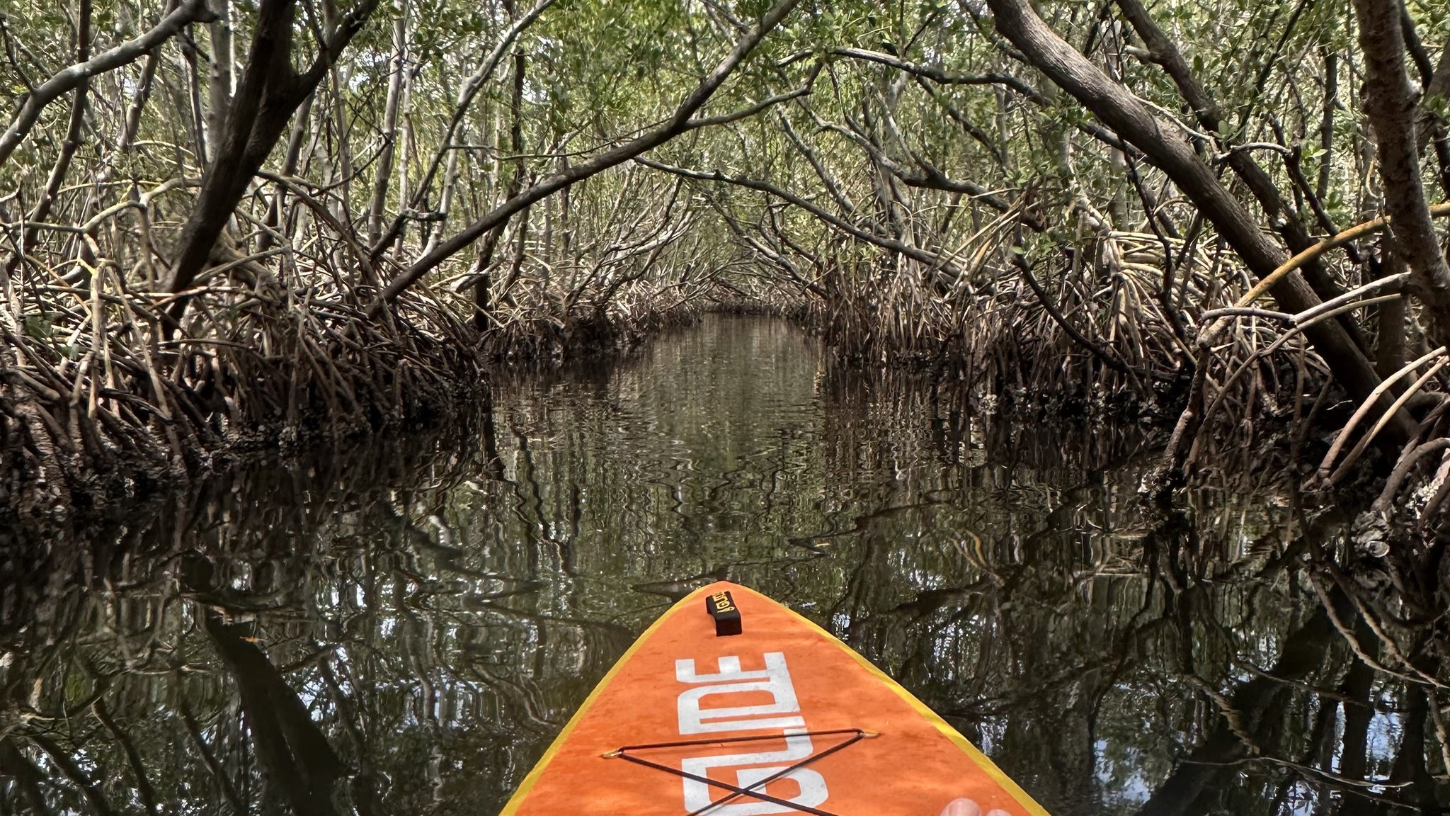 Paddle Boarding Through a Mangrove Labyrinth